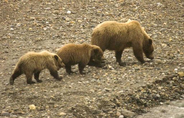 Three Bears.jpg